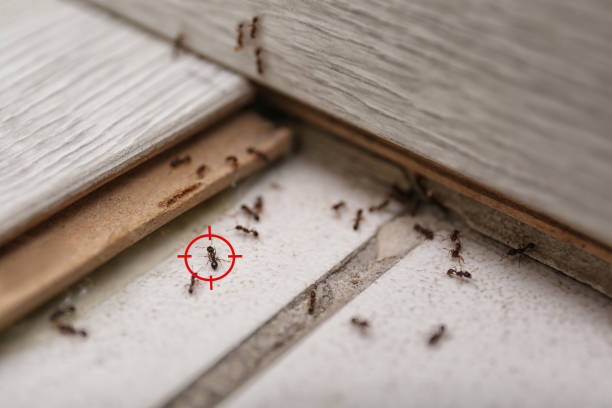 Best Cockroach Control Services  in Ridgecrest, FL