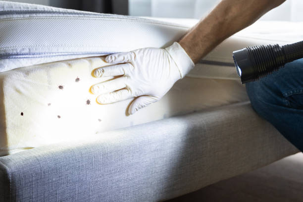 Best Affordable Pest Control Services  in Ridgecrest, FL