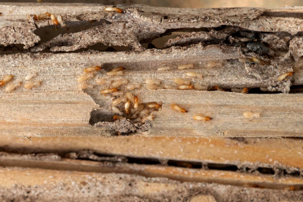 Best Rat Extermination Near Me  in Ridgecrest, FL